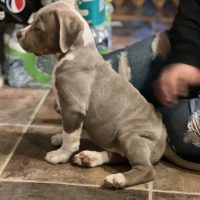 Dog Featured Image