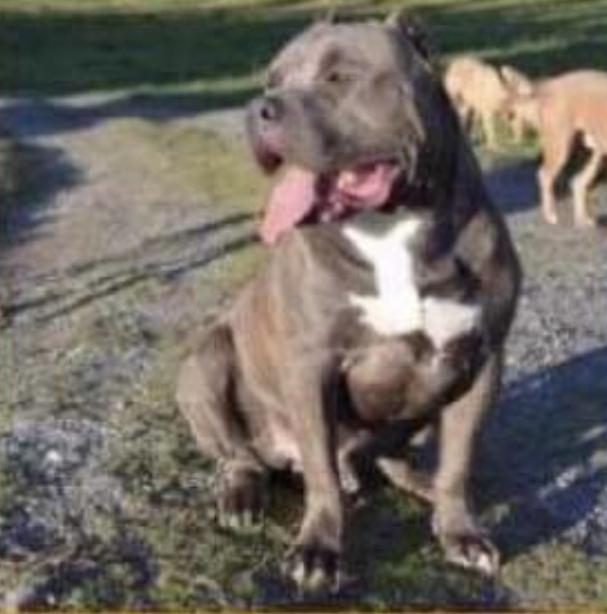 Dog Featured Image