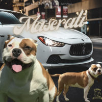 Dog Featured Image