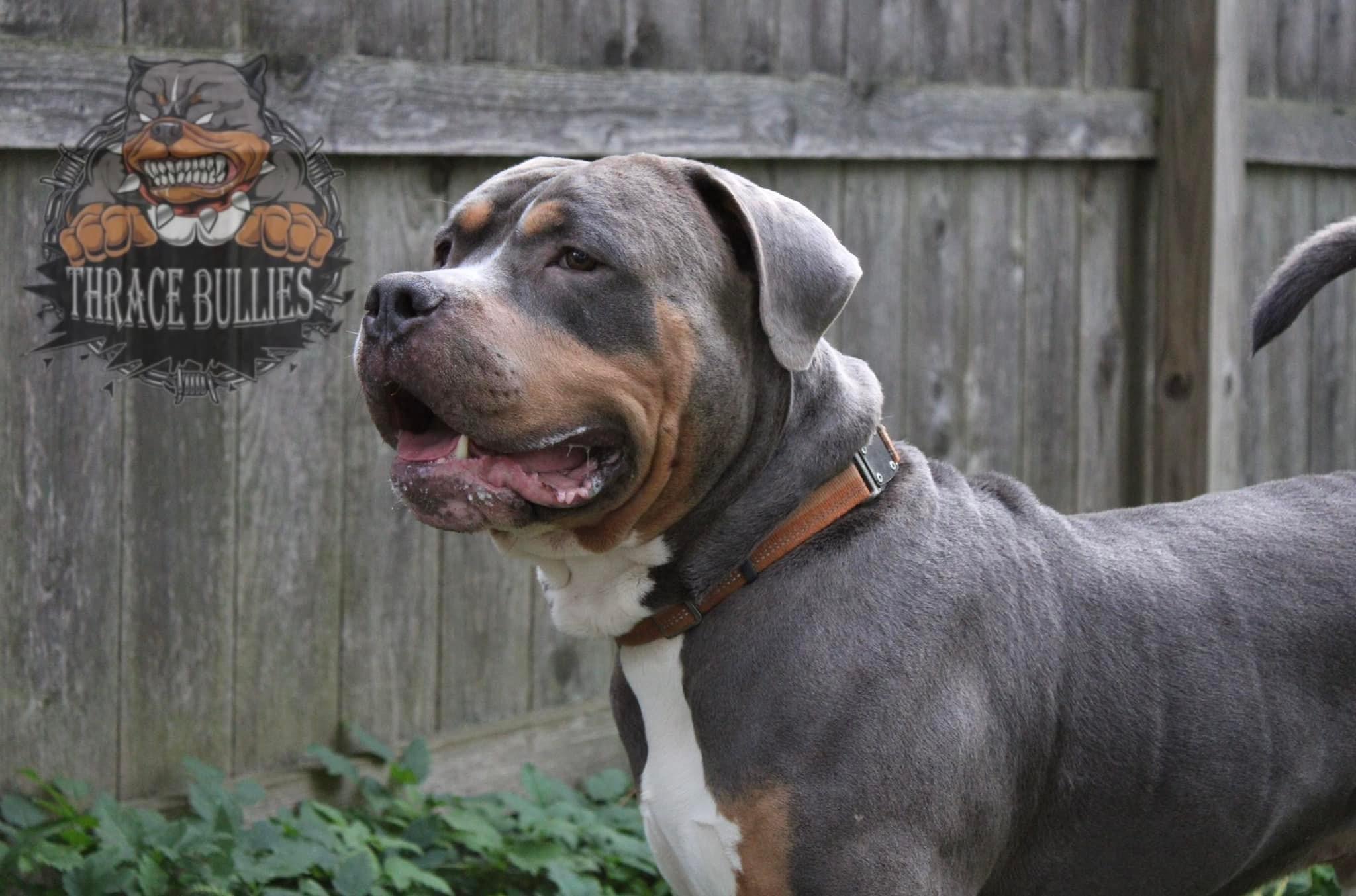 Dog Featured Image