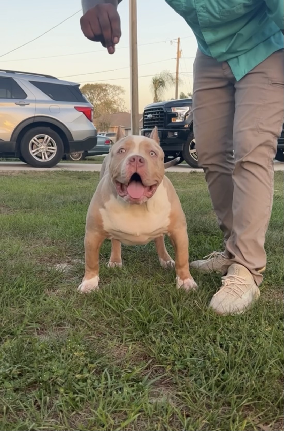 Dog Featured Image