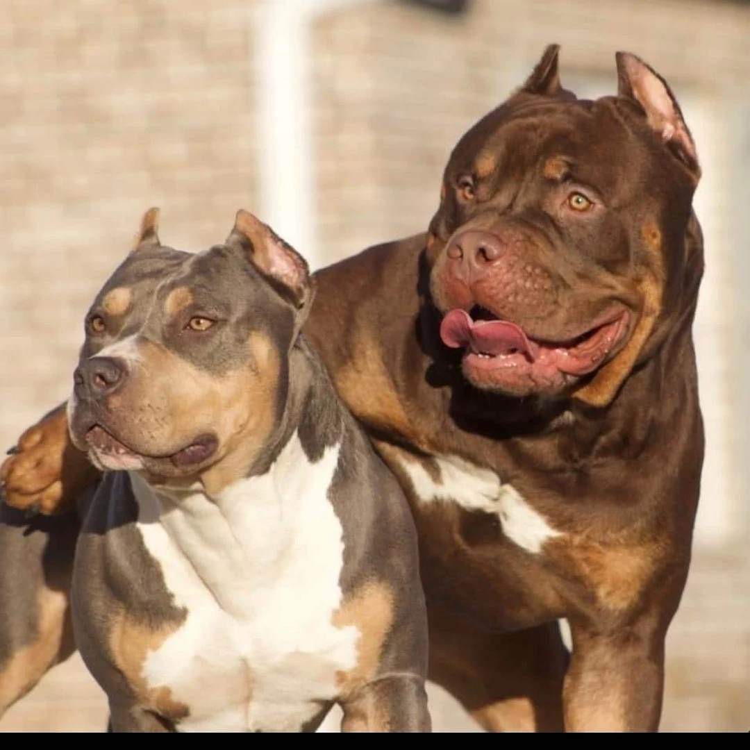 Dog Featured Image