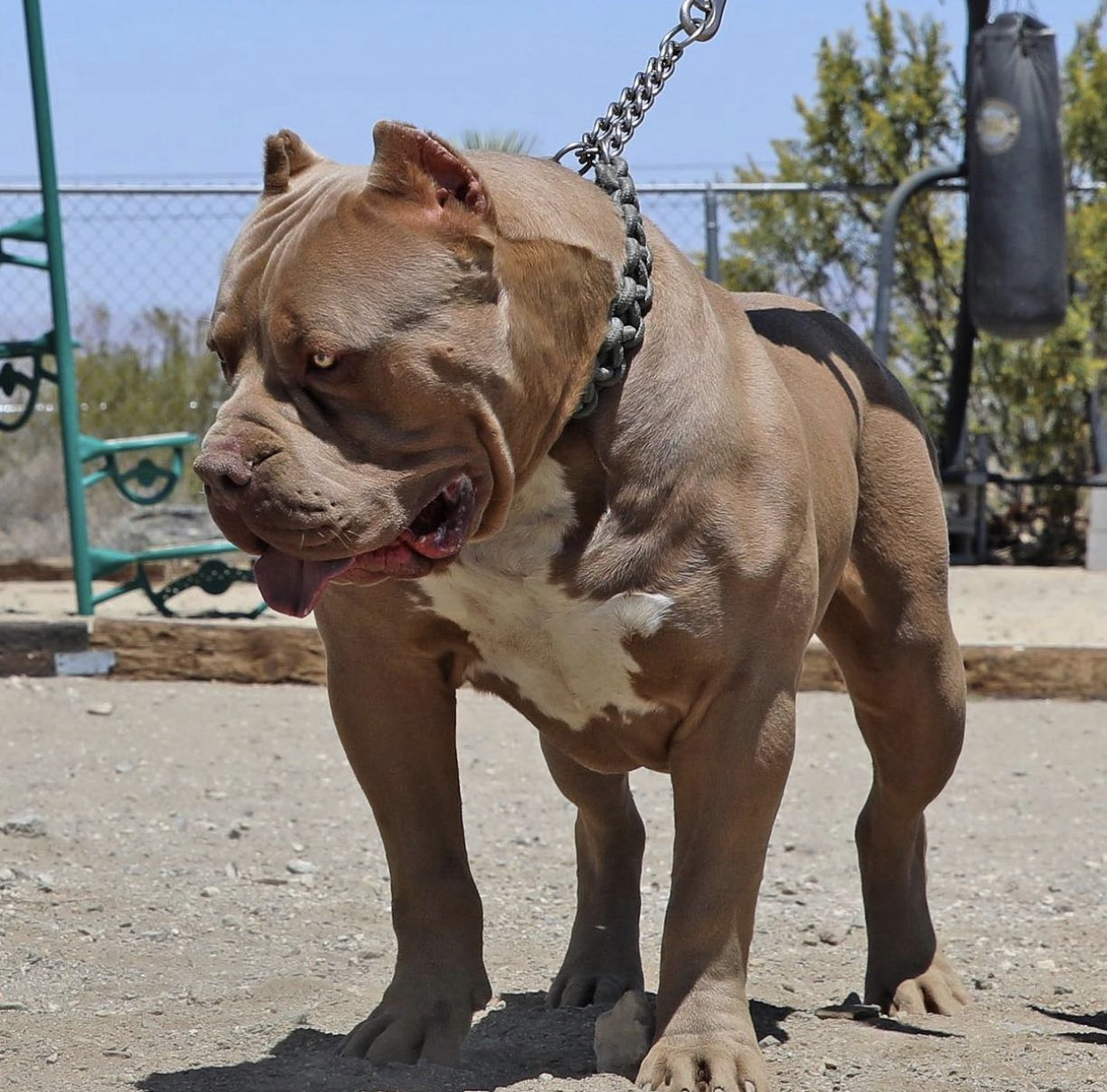 Dog Featured Image