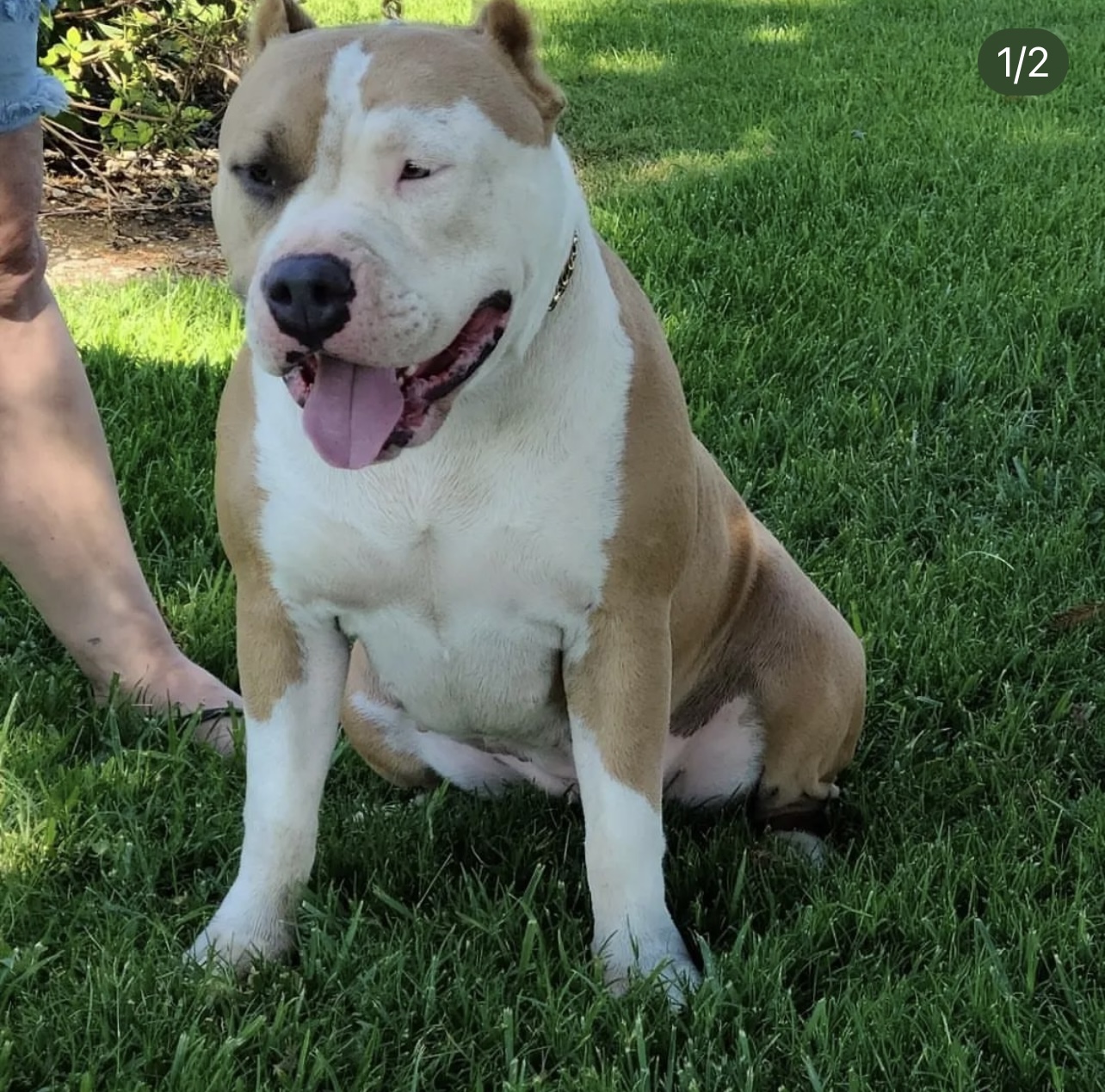 Dog Featured Image