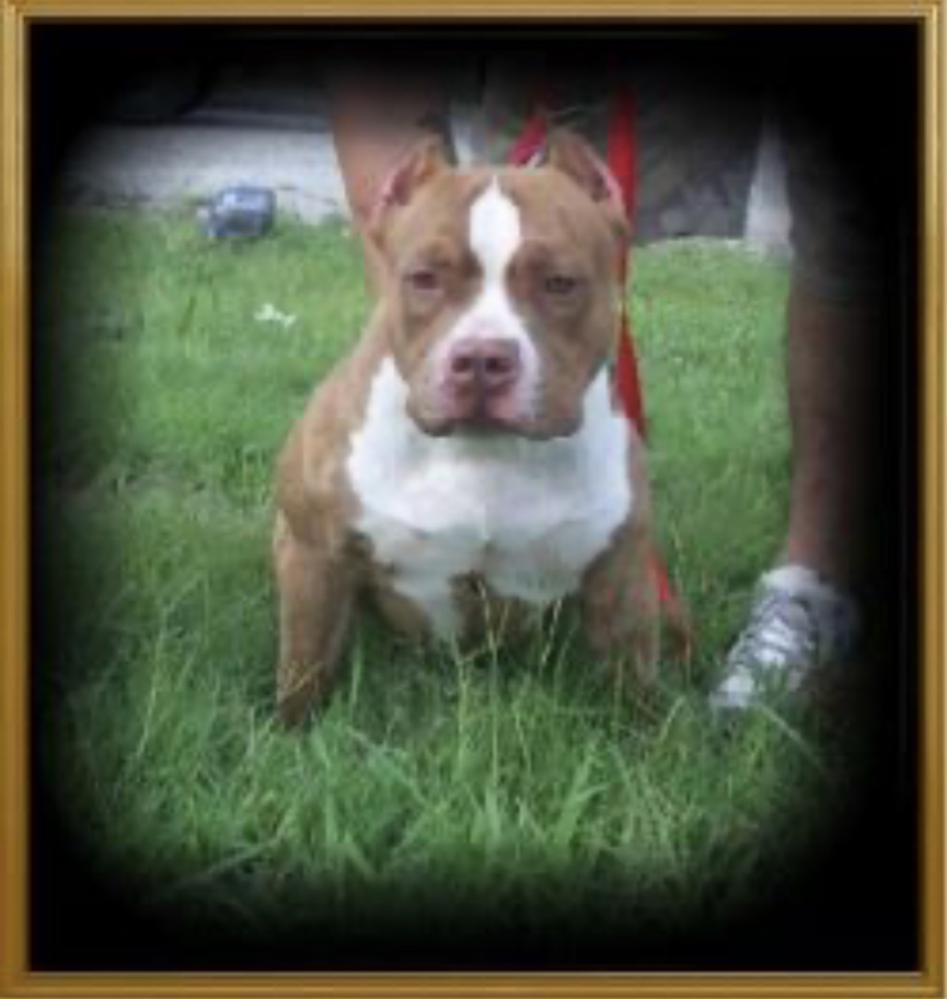 Dog Featured Image