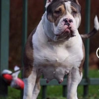Dog Featured Image