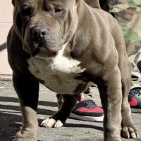 Dog Featured Image
