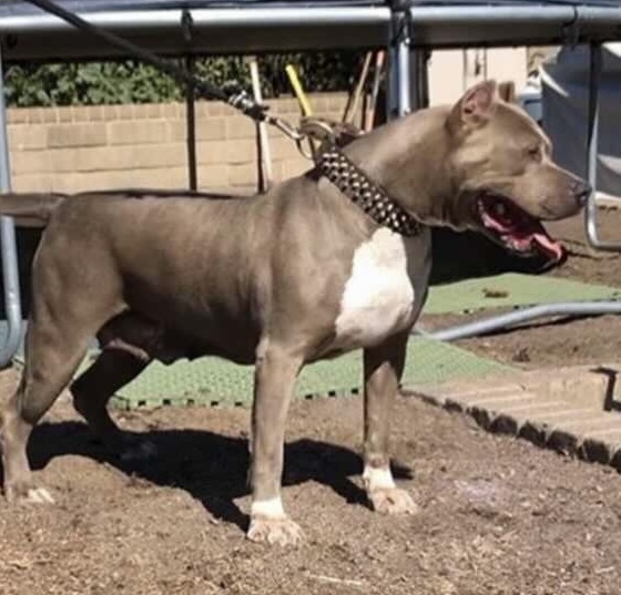 Dog Featured Image