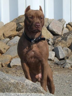 Dog Featured Image