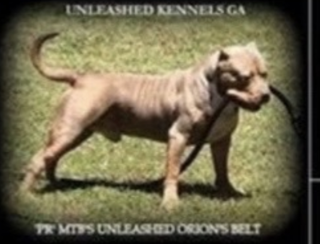 Dog Featured Image