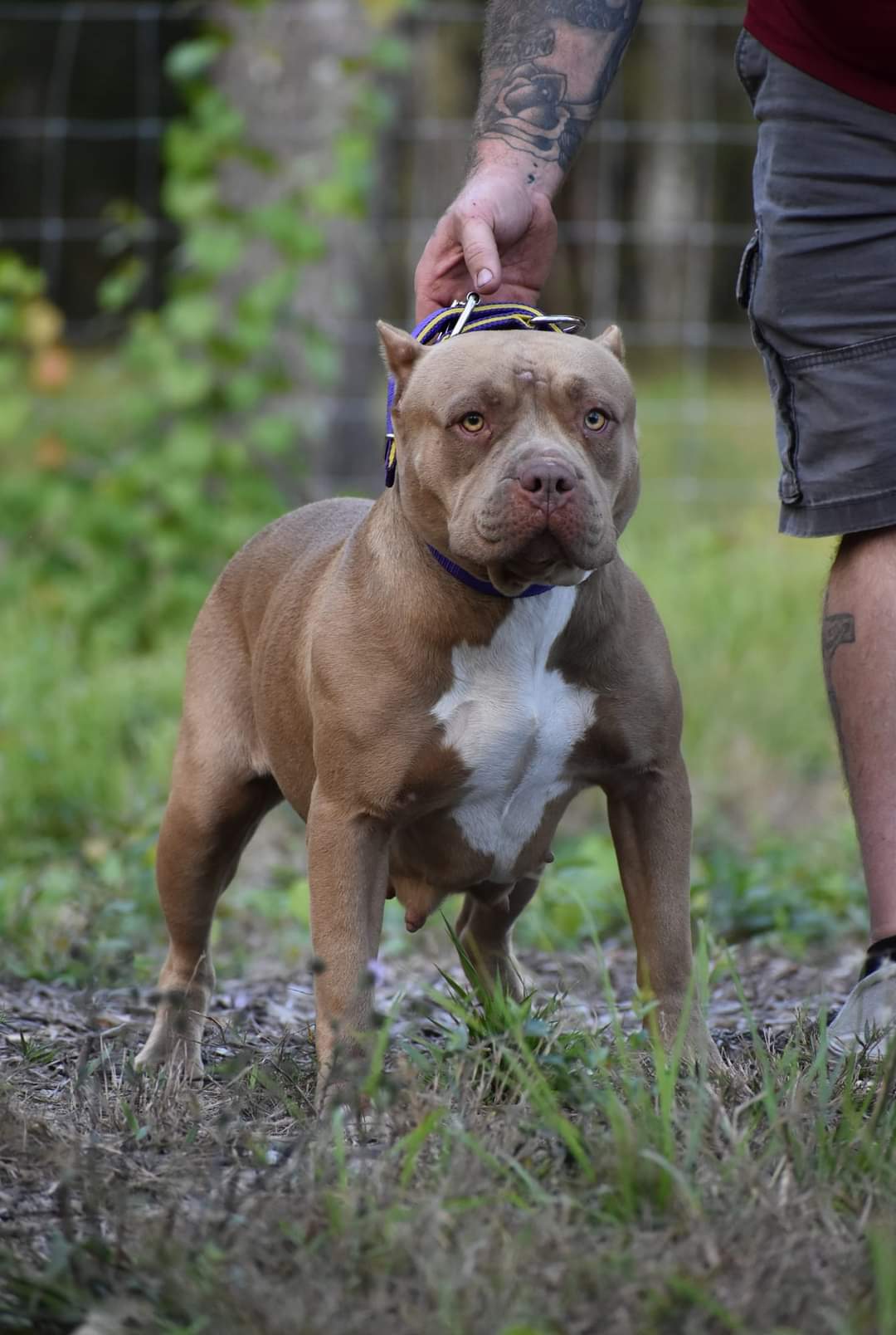 Dog Featured Image