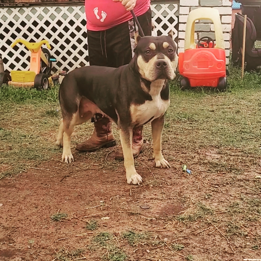 Dog Featured Image