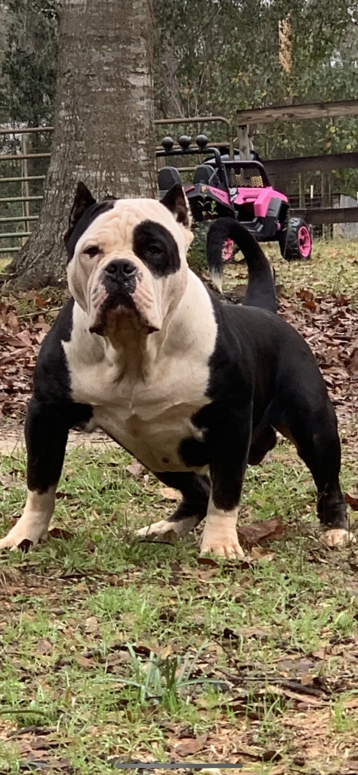 Dog Featured Image