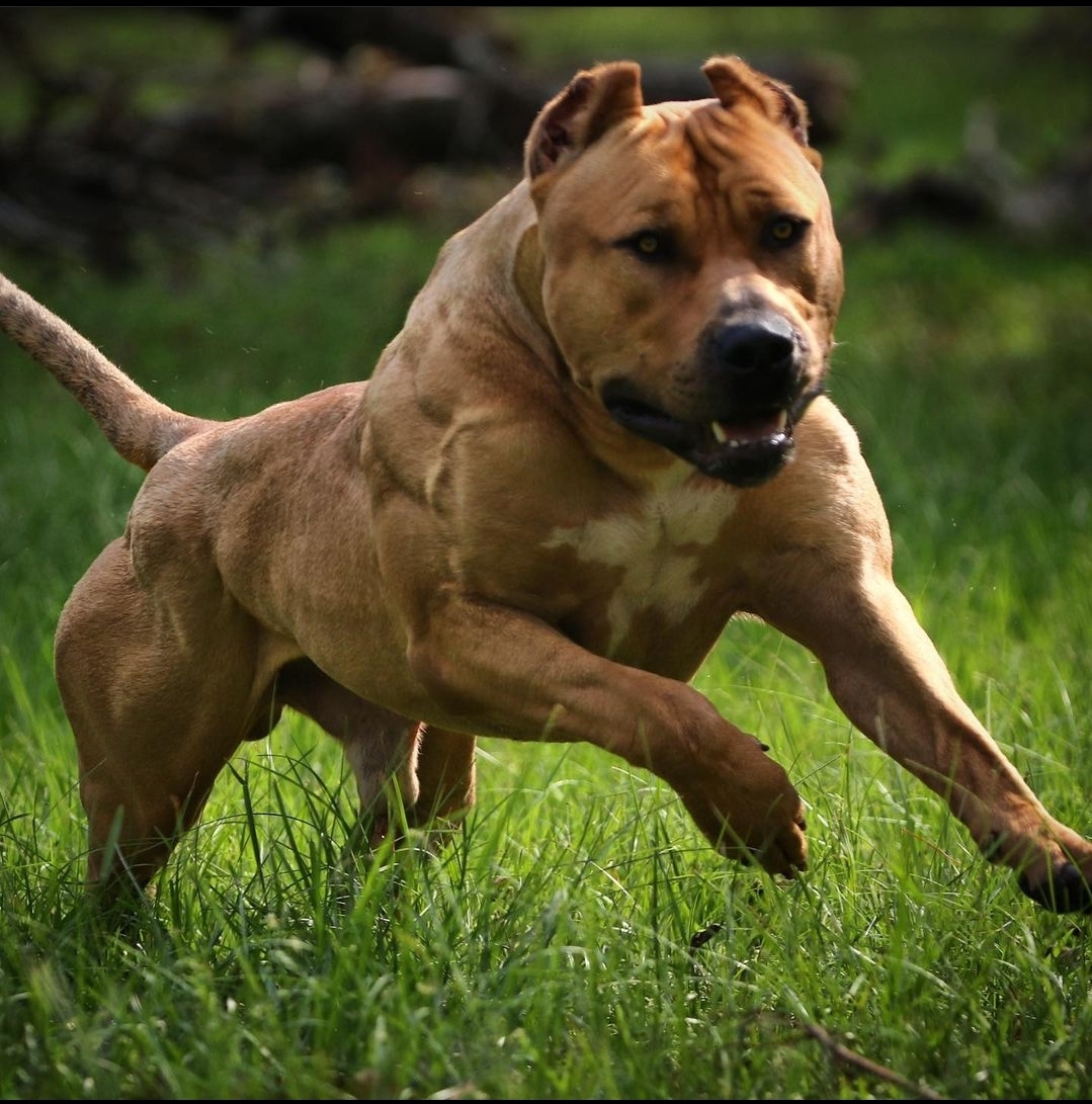 Dog Featured Image