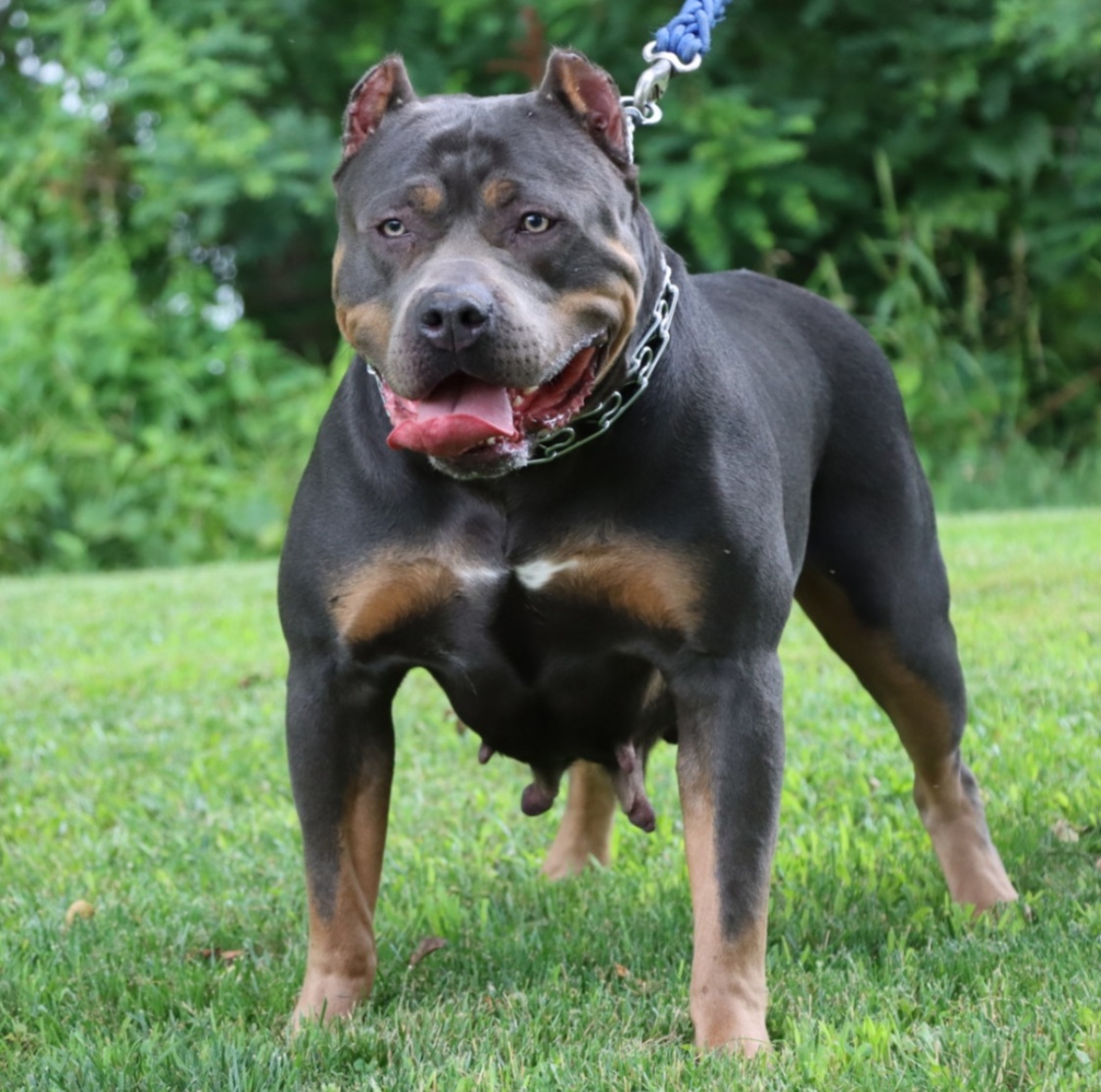 Dog Featured Image