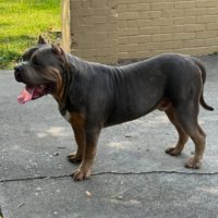 Dog Featured Image