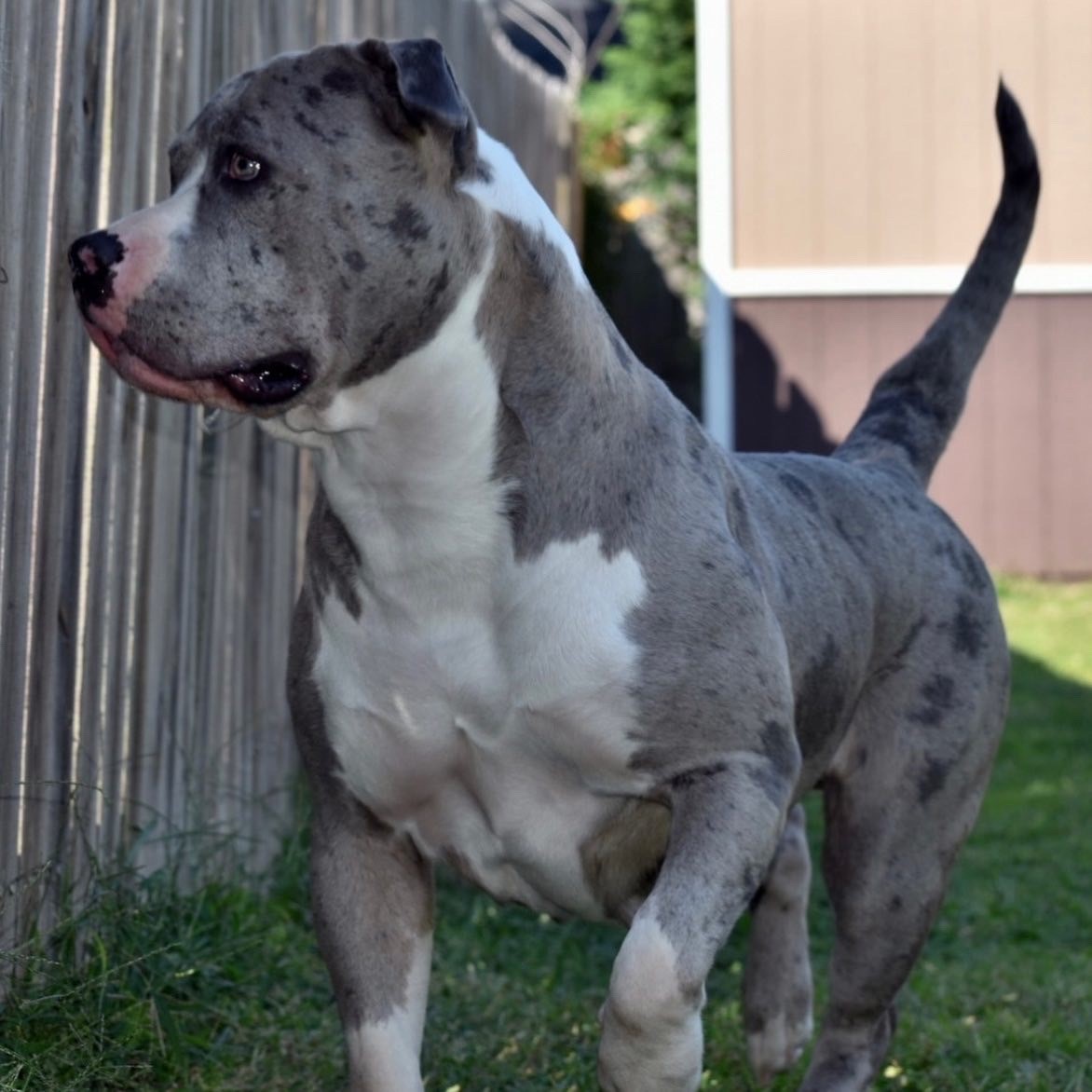 Dog Featured Image