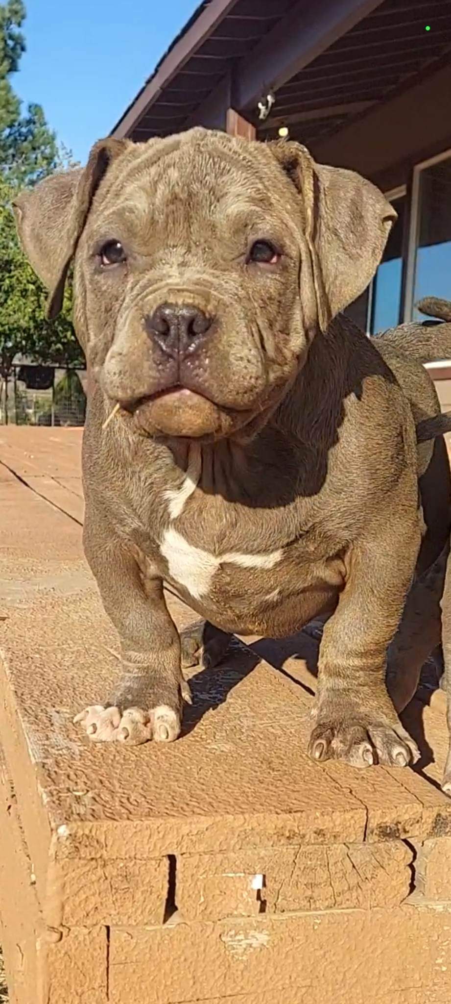 Dog Featured Image