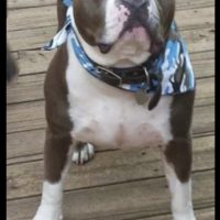 Dog Featured Image