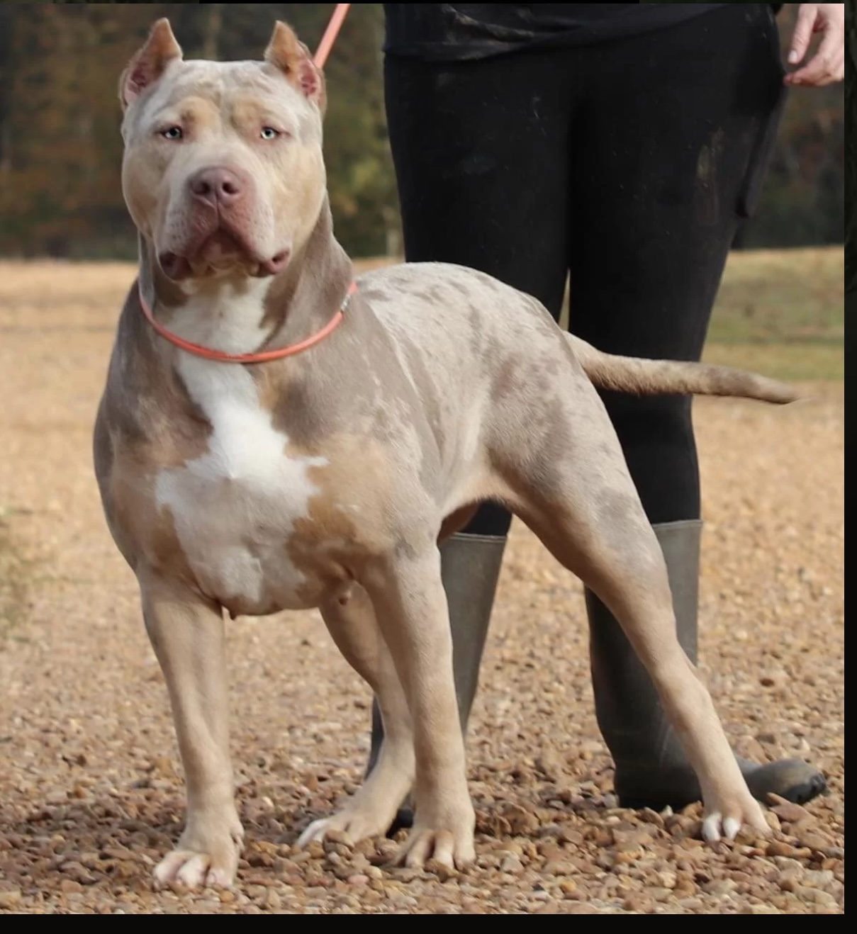 Dog Featured Image