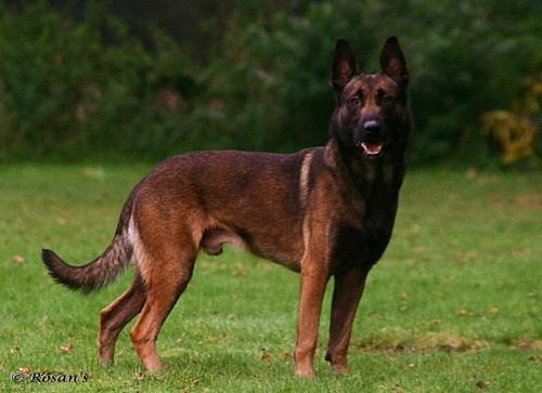 Dog Featured Image