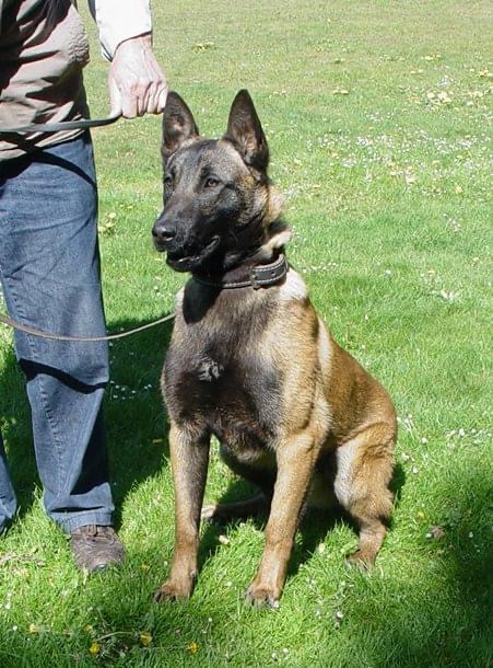 Dog Featured Image
