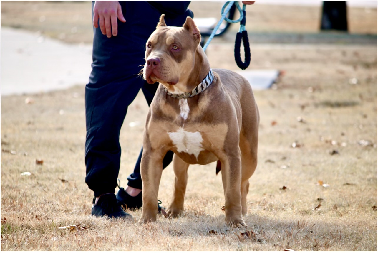 Dog Featured Image
