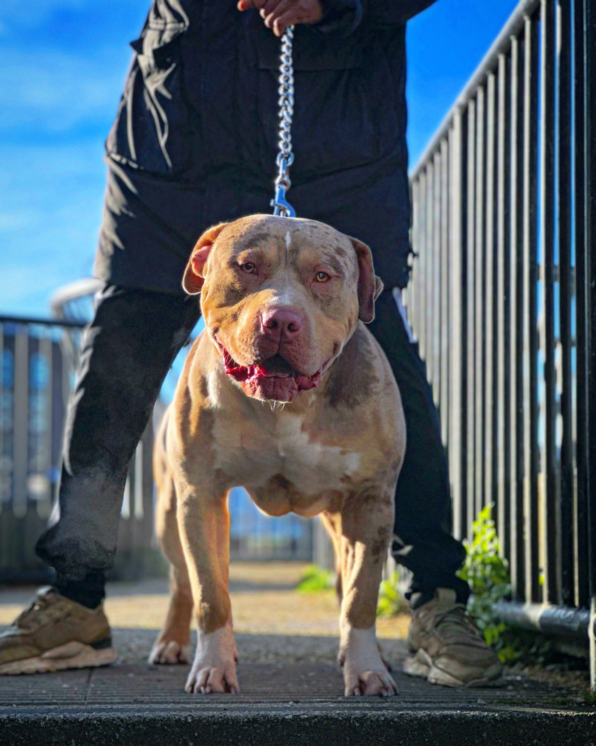 Dog Featured Image
