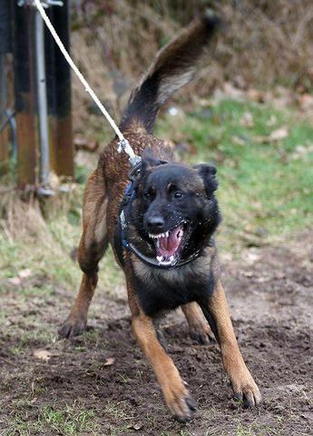 Dog Featured Image