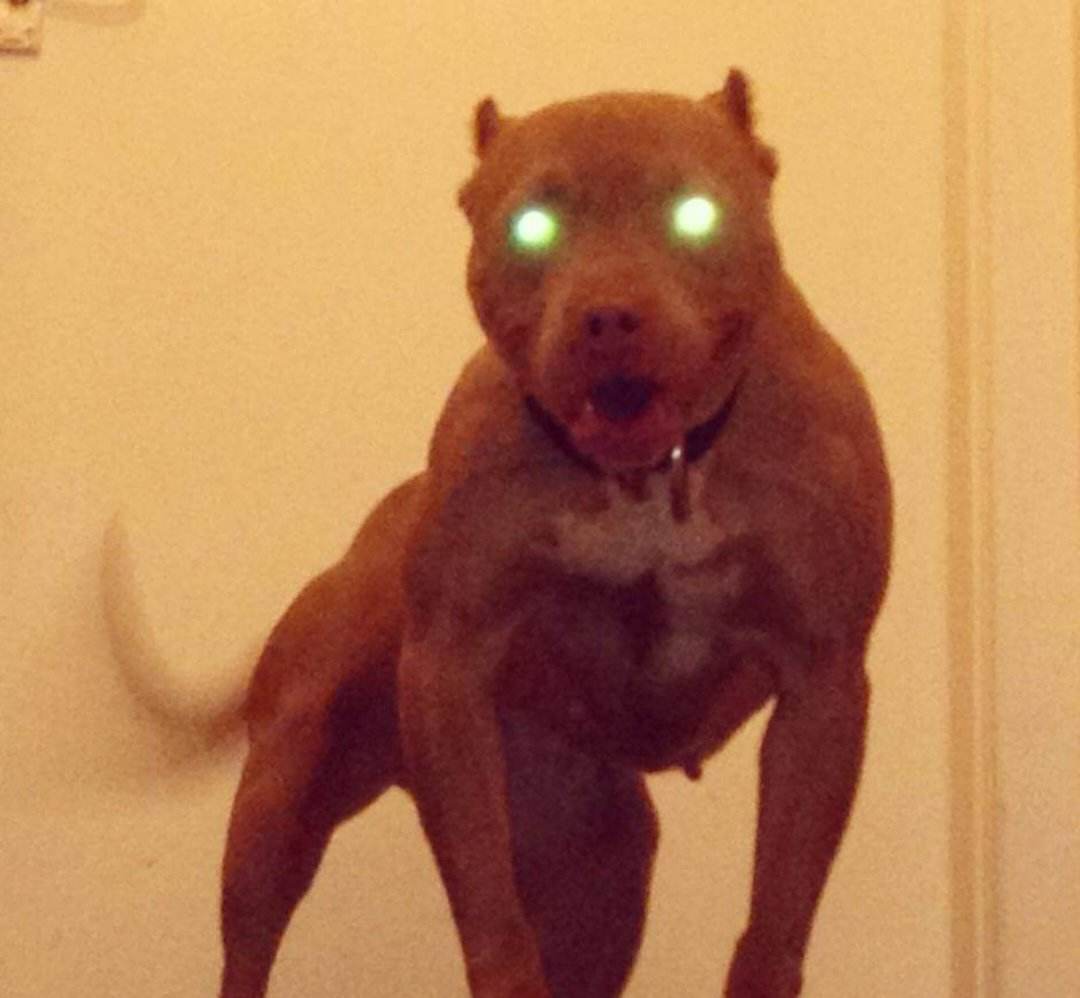 Dog Featured Image