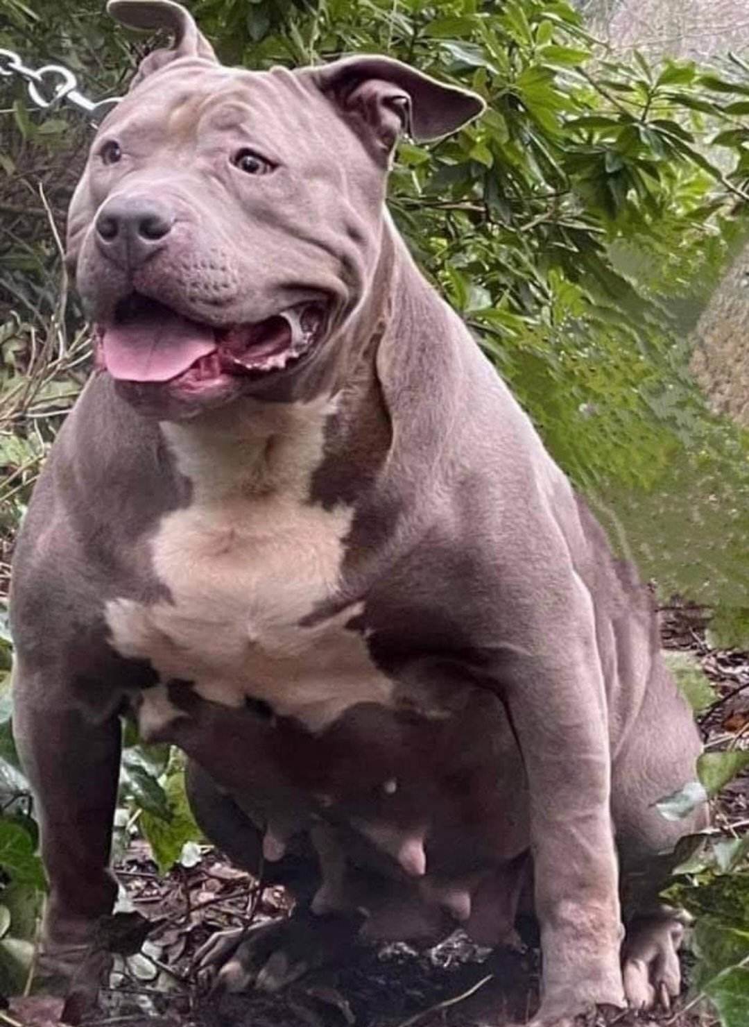Dog Featured Image