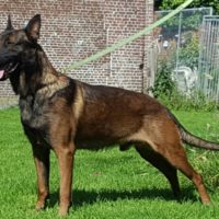Dog Featured Image
