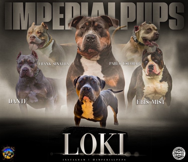 Dog Featured Image