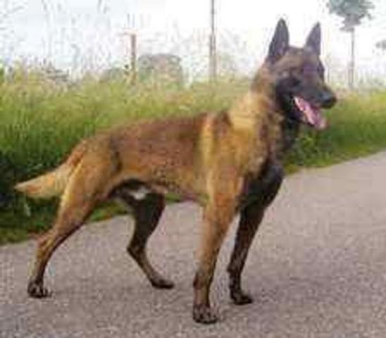 Dog Featured Image