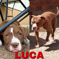 Dog Featured Image