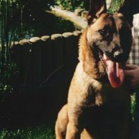 Dog Featured Image