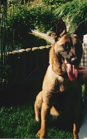 Dog Featured Image