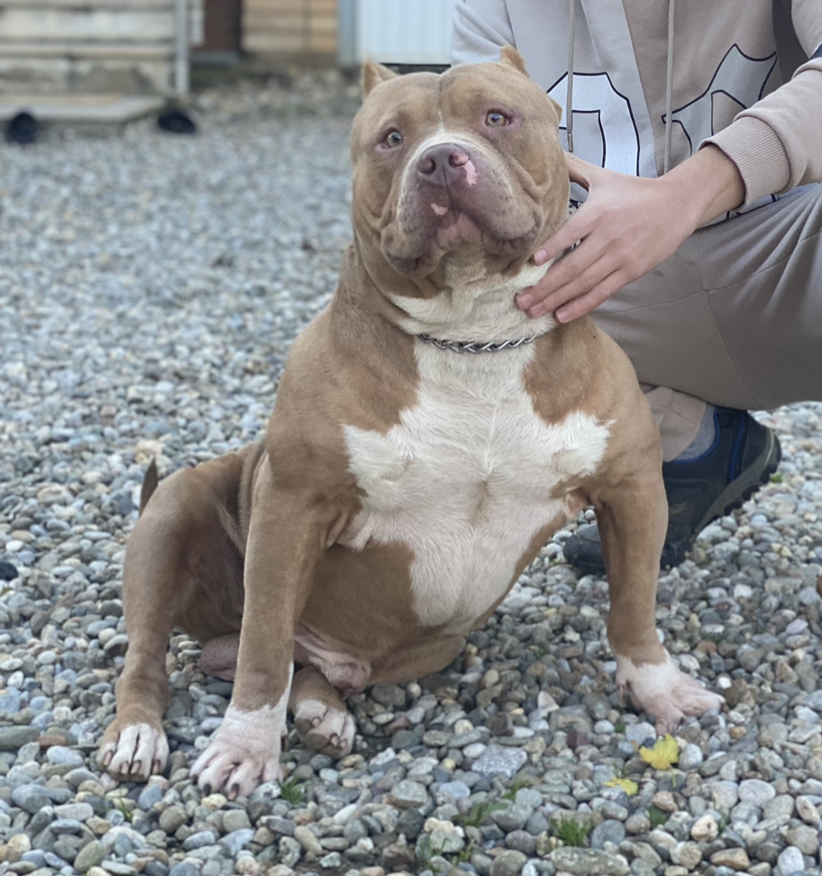 Dog Featured Image
