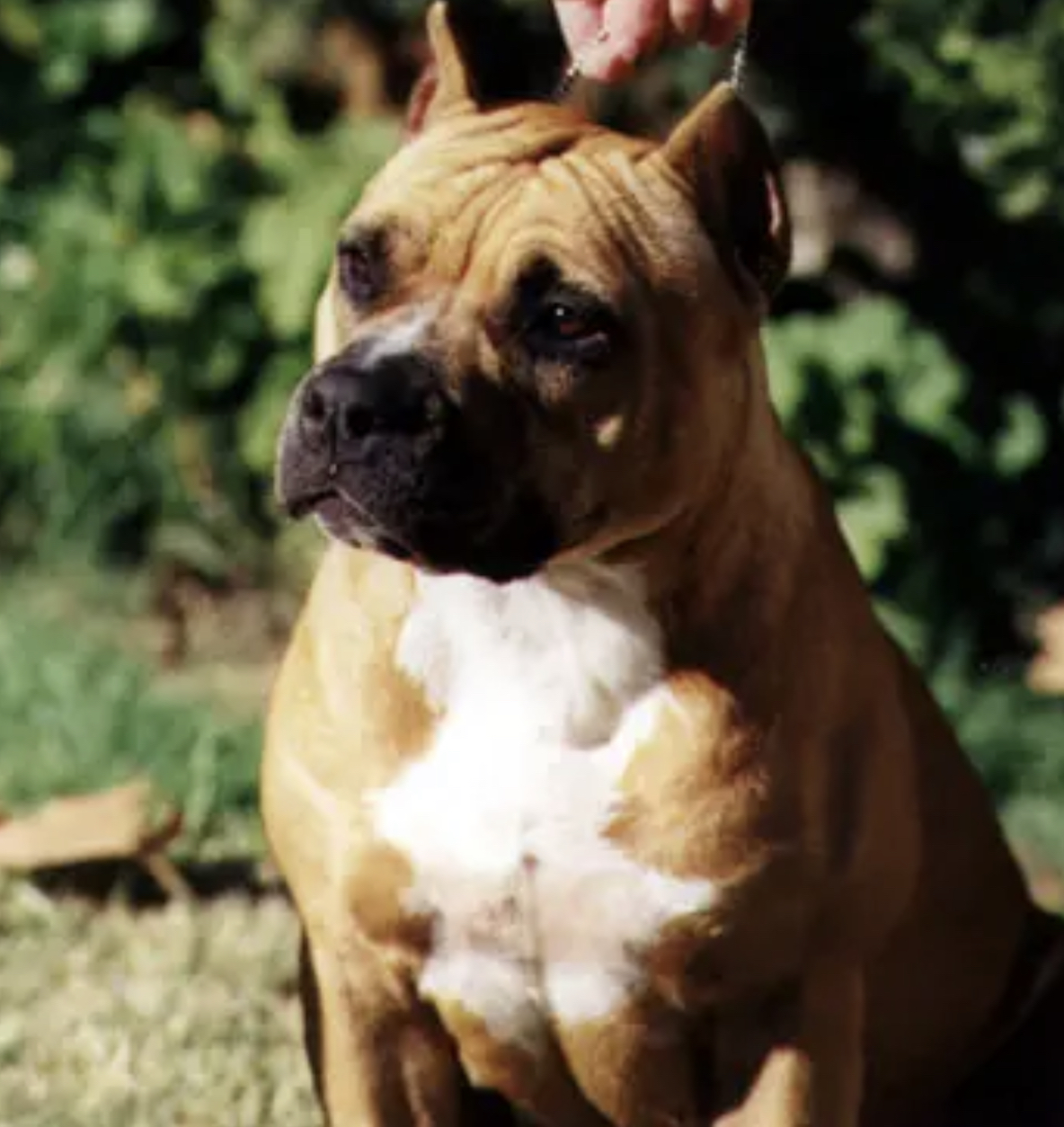 Dog Featured Image