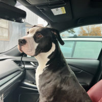 Dog Featured Image
