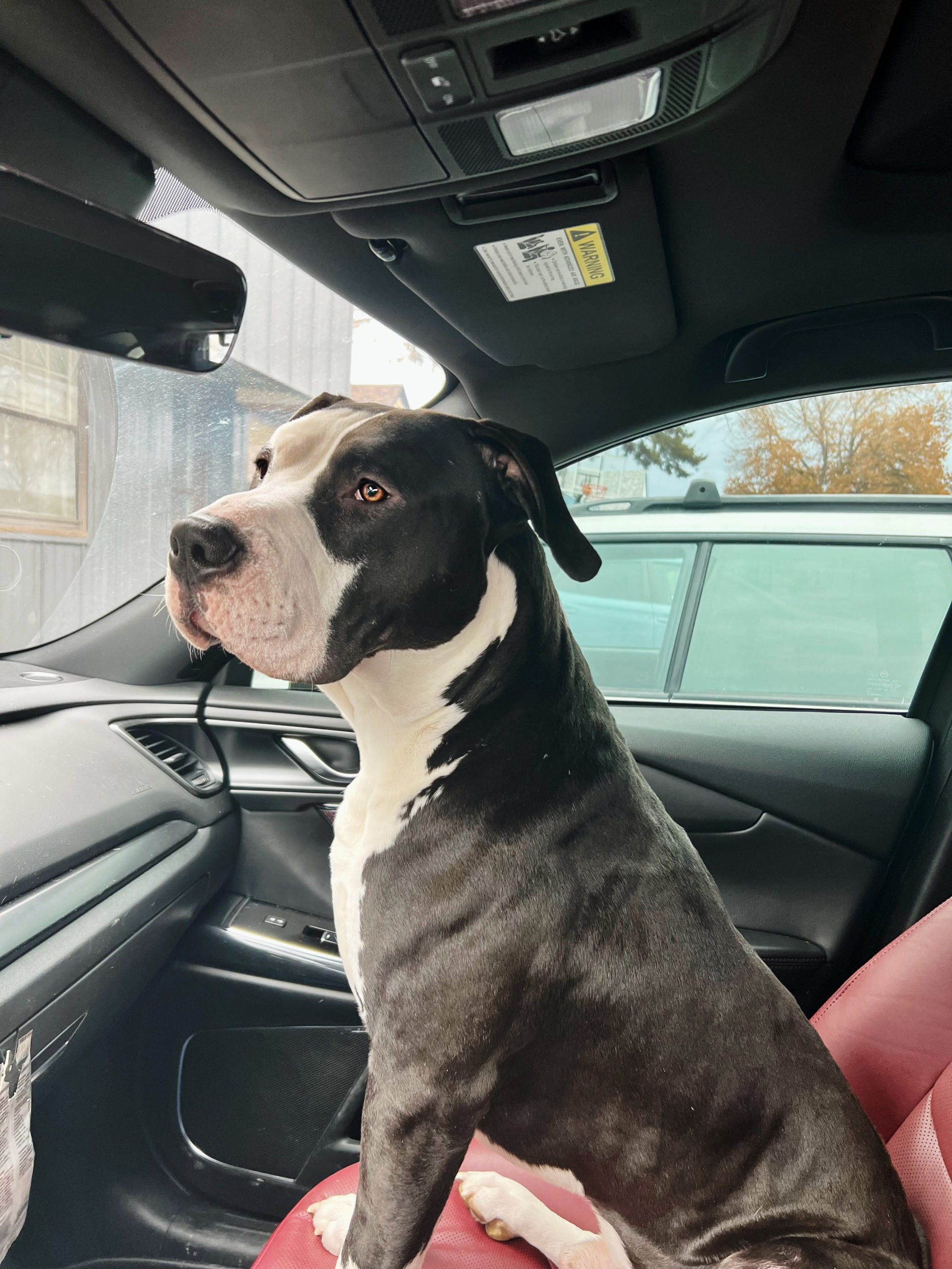 Dog Featured Image
