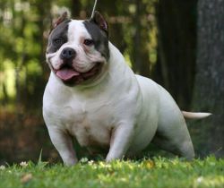 Dog Featured Image