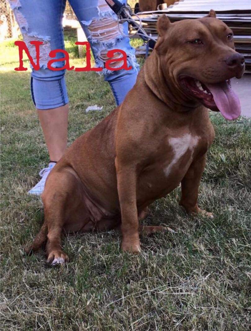 Dog Featured Image