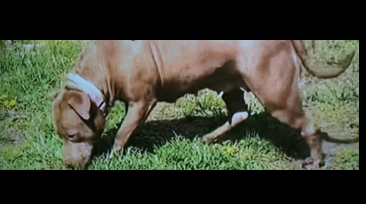 Dog Featured Image