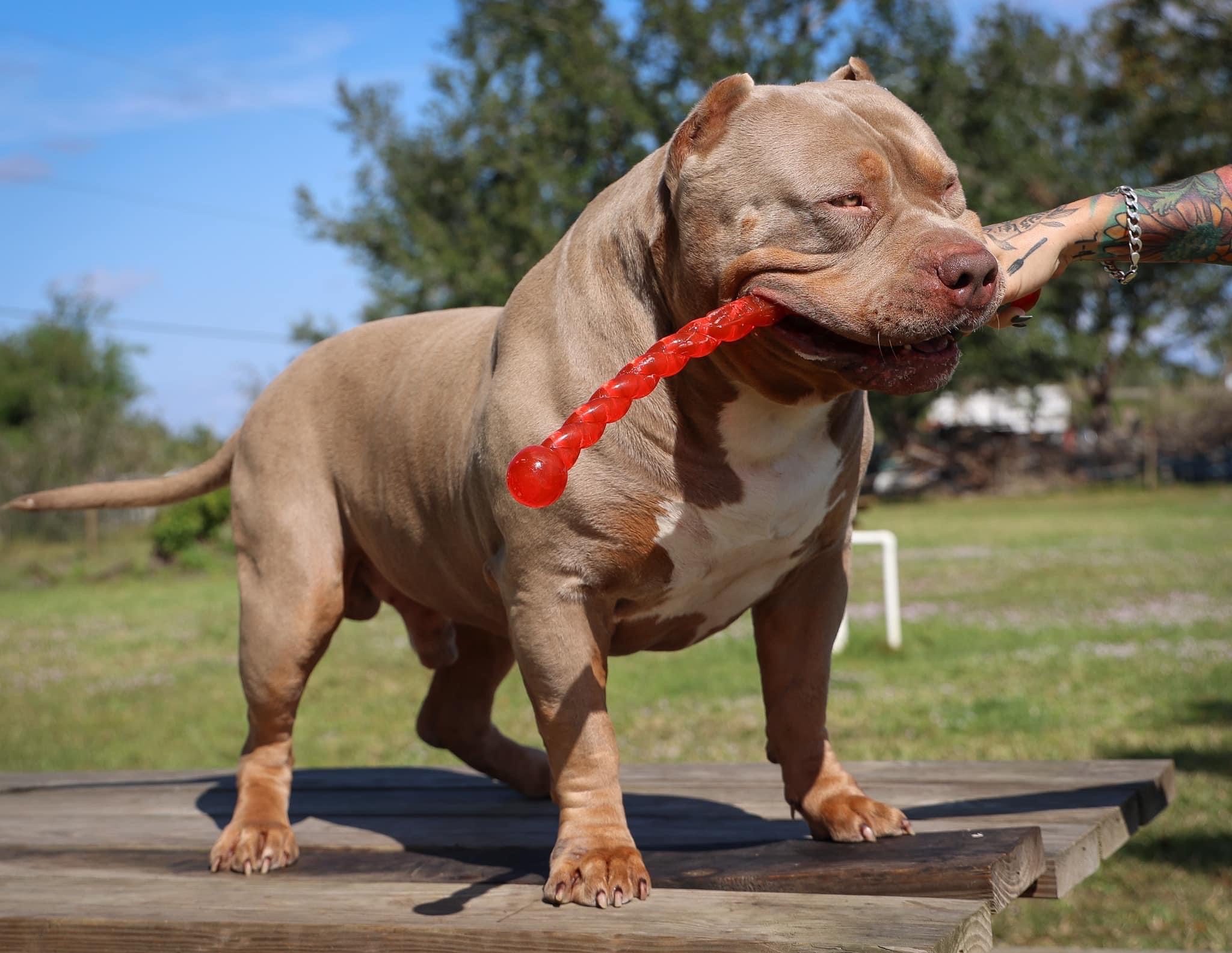 Dog Featured Image