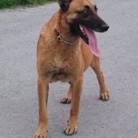 Dog Featured Image