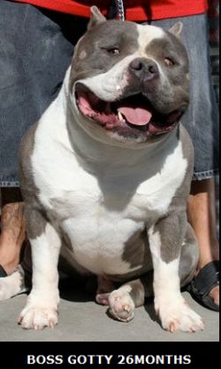 Dog Featured Image