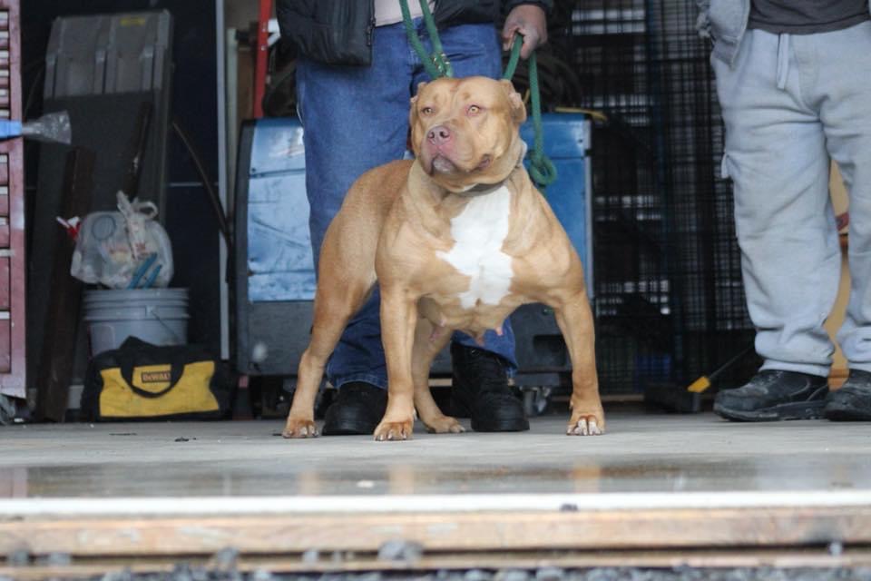 Dog Featured Image