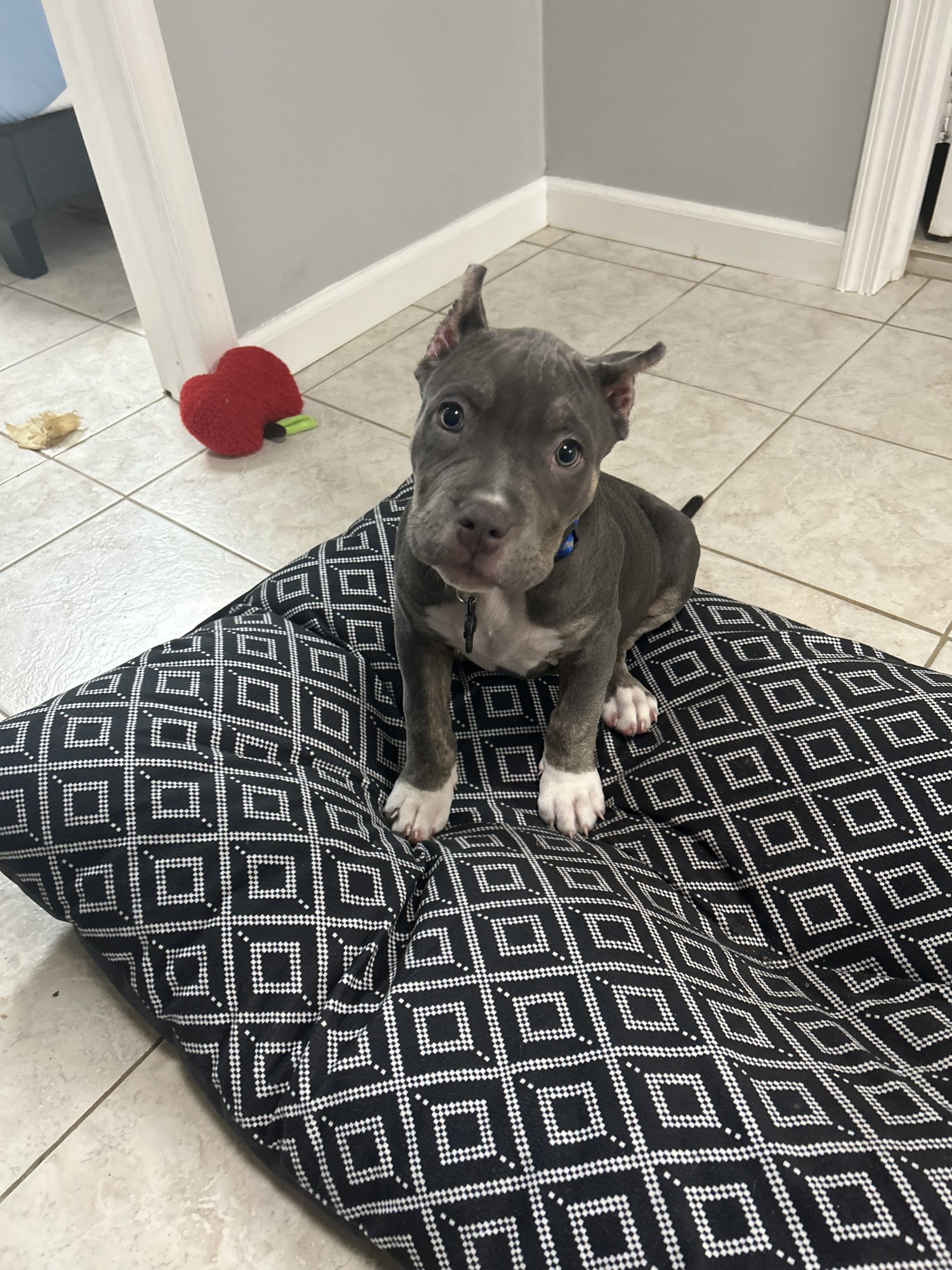 Dog Featured Image