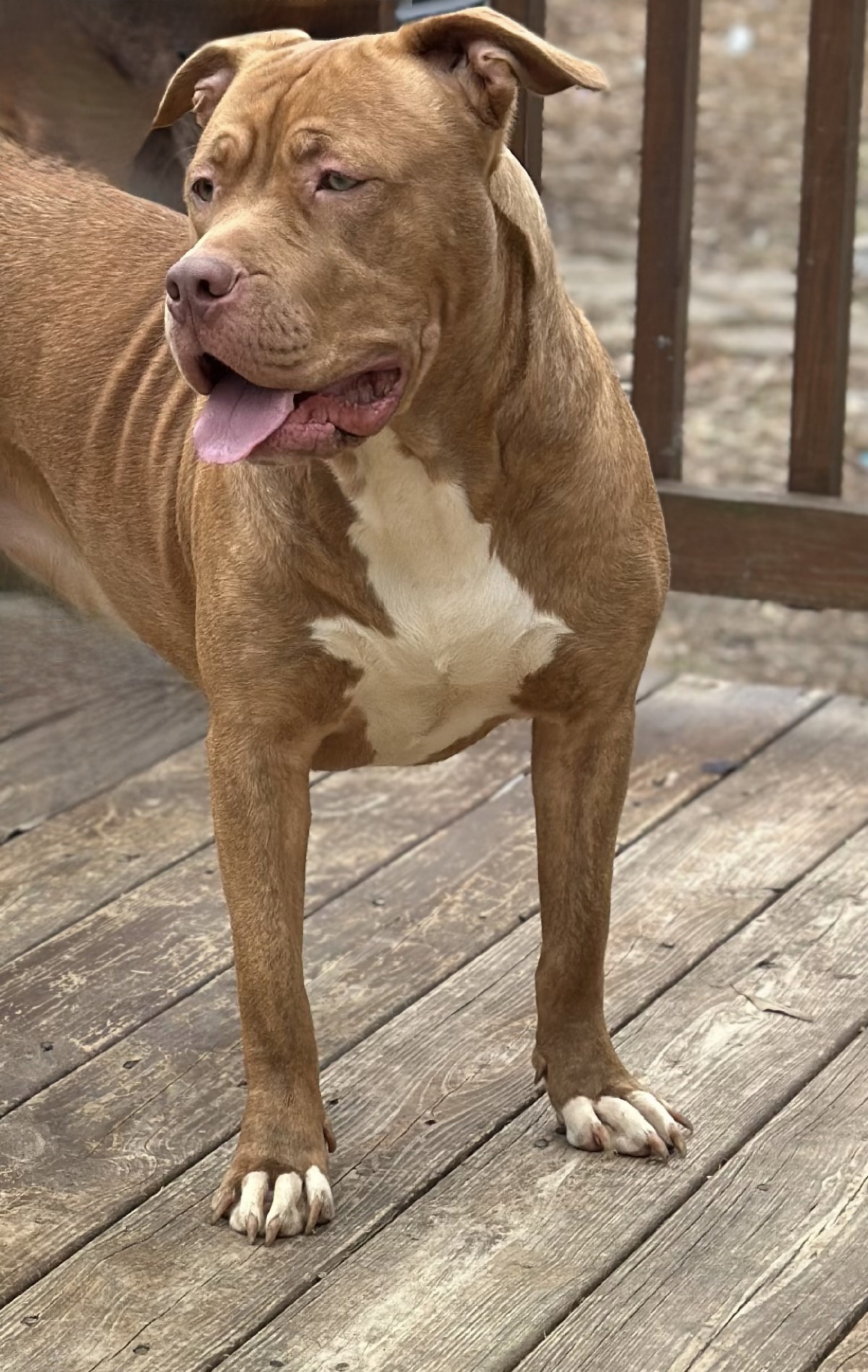 Dog Featured Image
